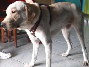 Cachorro raça Labrador idade 1 ano nome champanhe