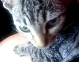 Gato raça Srd idade 2 a 6 meses nome Não tem nome