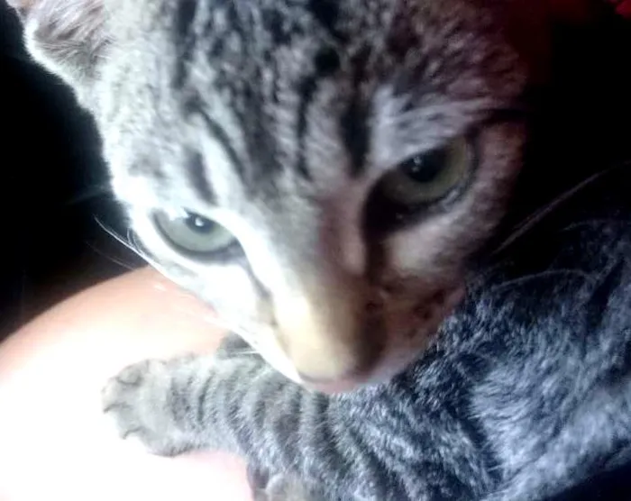 Gato ra a Srd idade 2 a 6 meses nome Não tem nome
