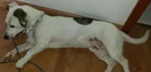 Cachorro raça SRD idade 1 ano nome Kraytons