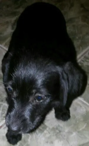 Cachorro raça SRD idade 2 a 6 meses nome Ariel