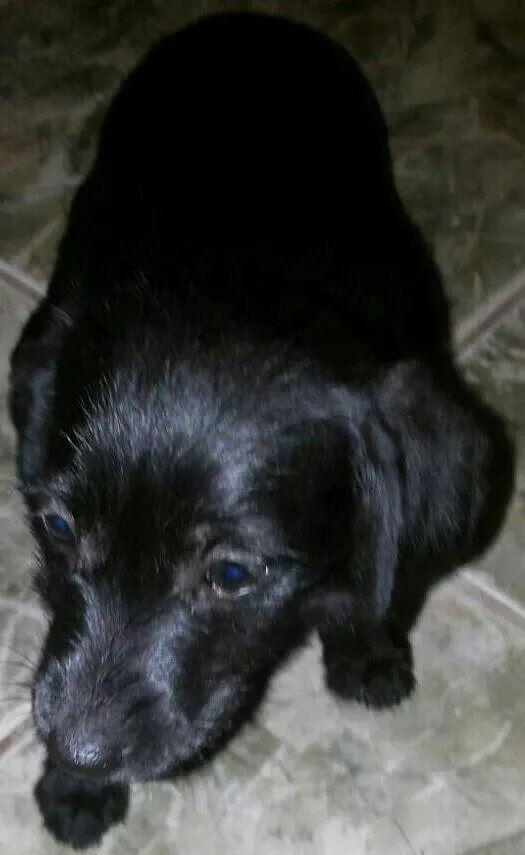 Cachorro ra a SRD idade 2 a 6 meses nome Ariel