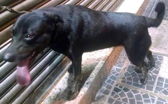 Cachorro ra a Pit-Bull com SRD idade 1 ano nome Natasha - A coisinh