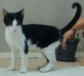 Gato ra a Vira lata idade Abaixo de 2 meses nome Não tem nome