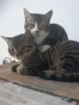 Guri /Piá