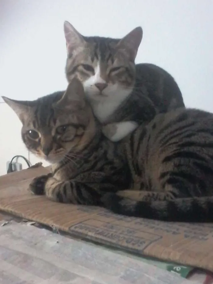 Gato ra a  idade 7 a 11 meses nome Guri /Piá