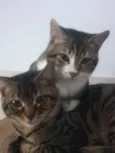 Guri /Piá