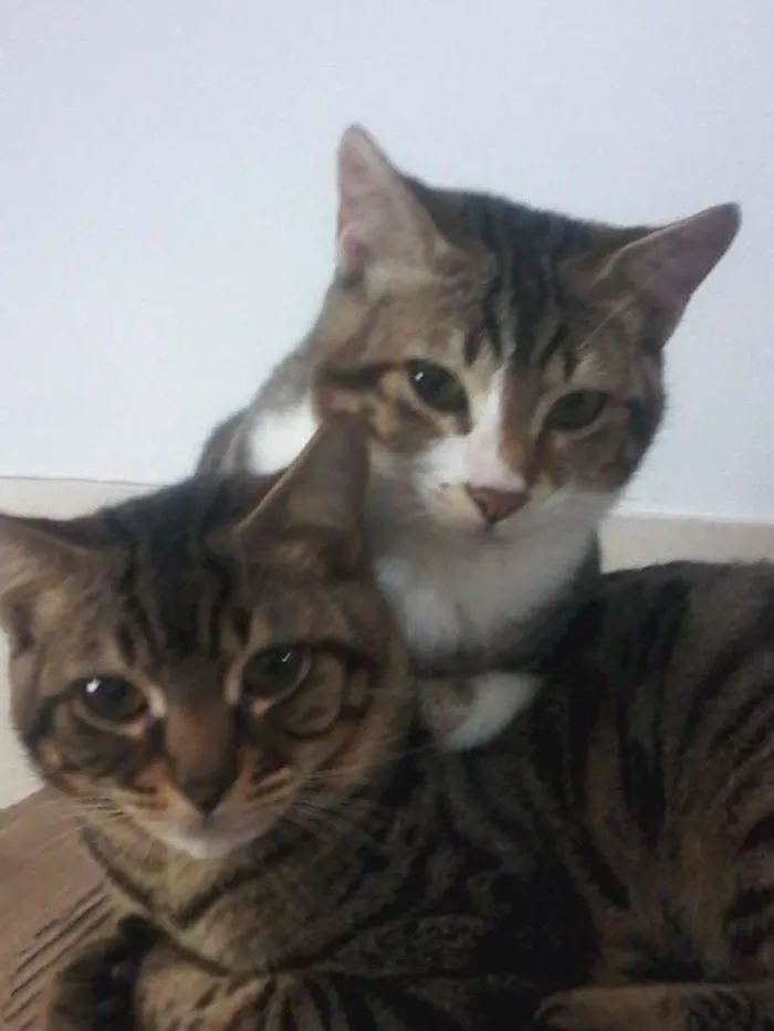 Gato ra a  idade 7 a 11 meses nome Guri /Piá