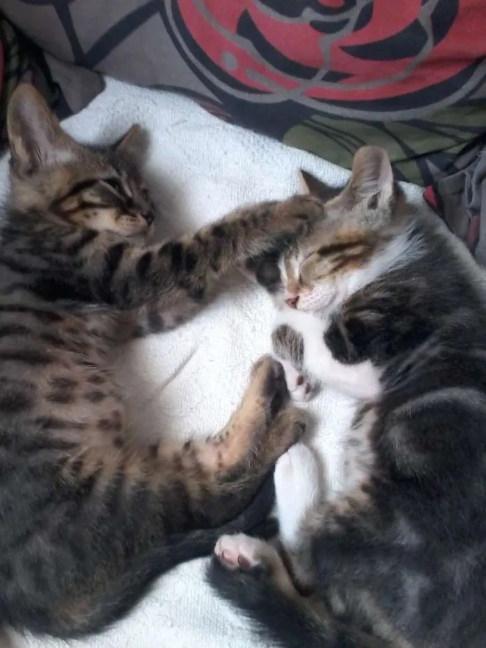 Gato ra a  idade 7 a 11 meses nome Guri /Piá