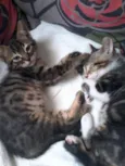 Guri /Piá