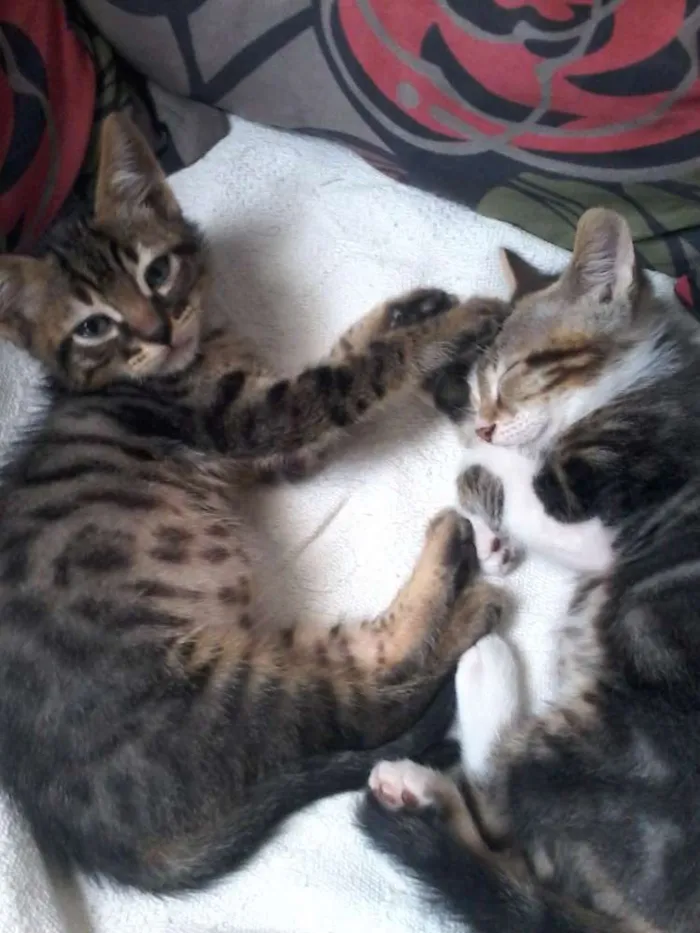 Gato ra a  idade 7 a 11 meses nome Guri /Piá