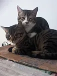Guri /Piá