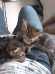 Guri /Piá