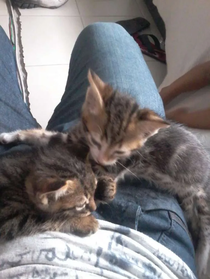 Gato ra a  idade 7 a 11 meses nome Guri /Piá