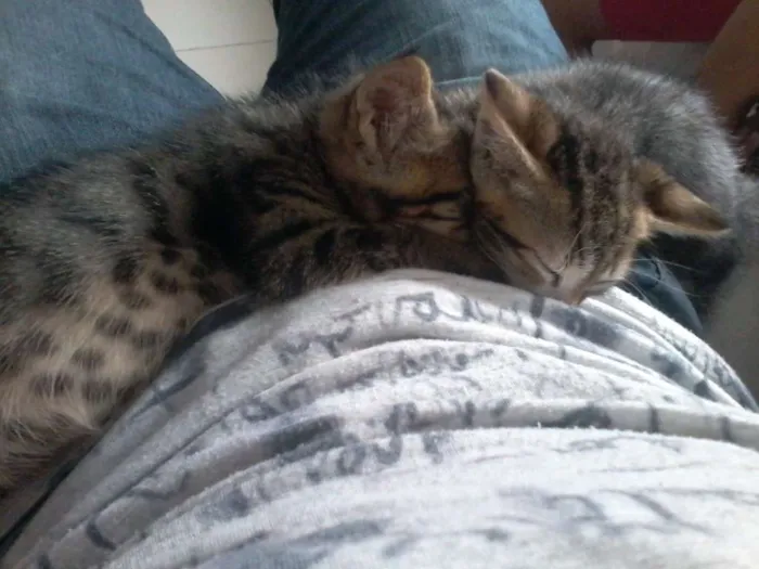 Gato ra a  idade 7 a 11 meses nome Guri /Piá