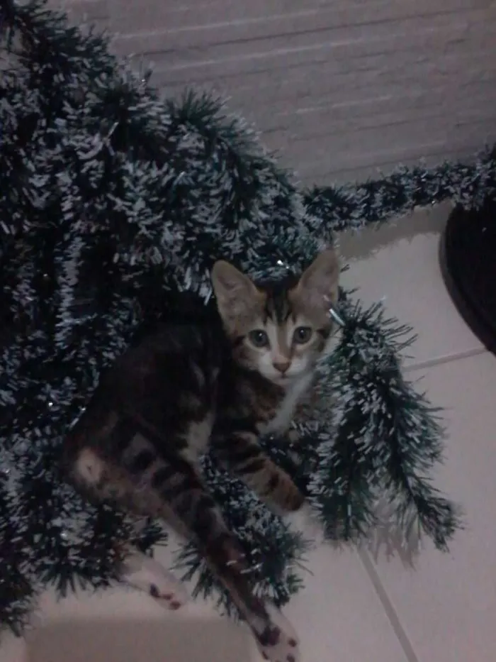 Gato ra a  idade 7 a 11 meses nome Guri /Piá