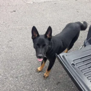 Cachorro raça pastor mistiço idade 2 a 6 meses nome deco