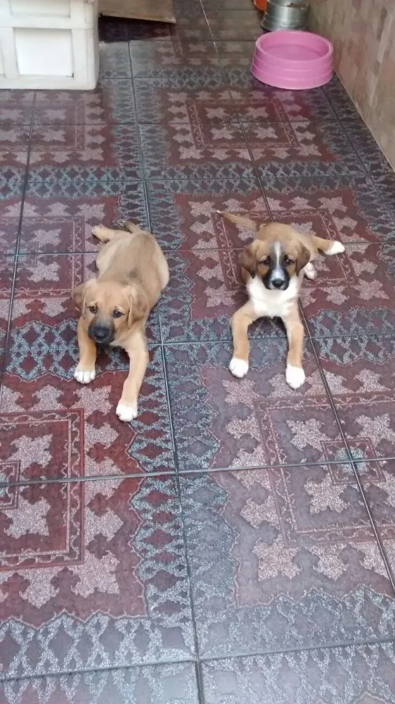 Cachorro raça Srd idade Abaixo de 2 meses nome Sem nome