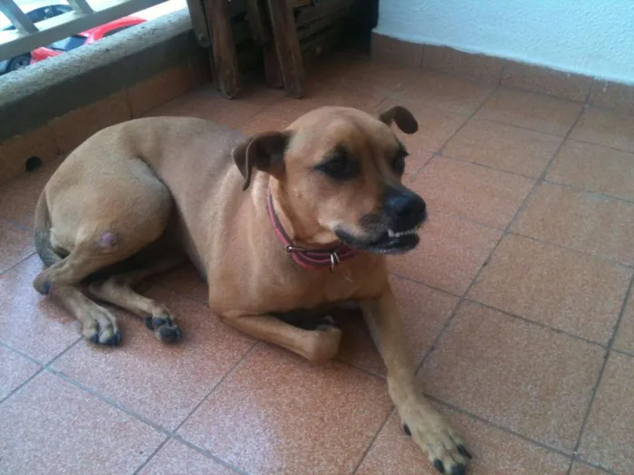 Cachorro ra a VIRA LATA idade 5 anos nome KITANA