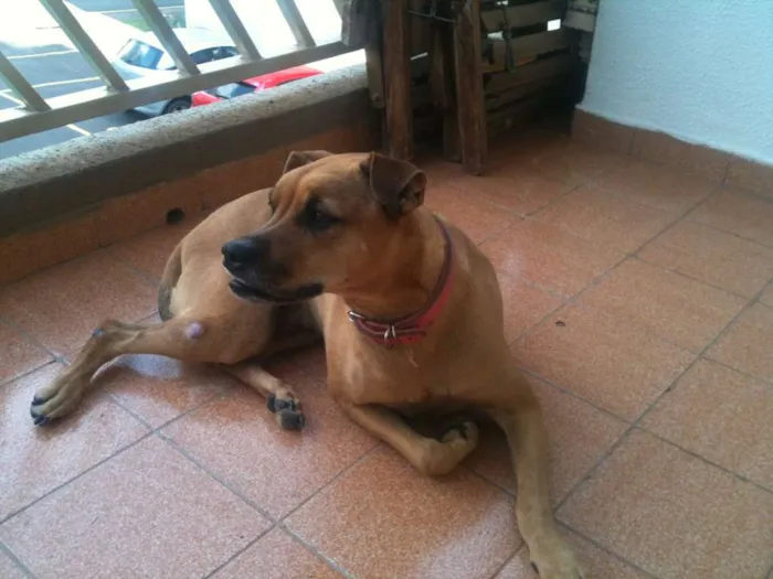 Cachorro ra a VIRA LATA idade 5 anos nome KITANA