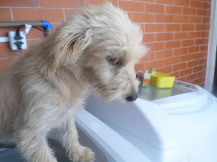 Cachorro ra a  idade 2 a 6 meses nome Filhotes