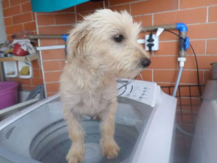 Cachorro ra a  idade 2 a 6 meses nome Filhotes