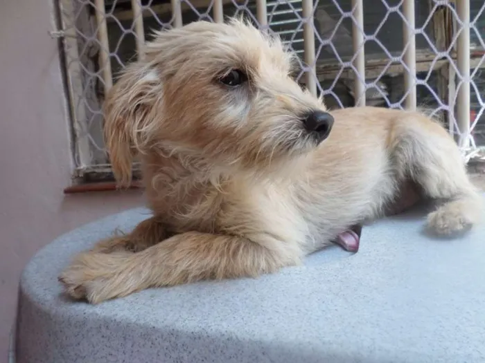 Cachorro ra a  idade 2 a 6 meses nome Filhotes