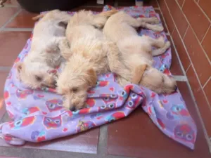 Cachorro raça  idade 2 a 6 meses nome Filhotes