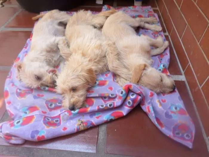 Cachorro ra a  idade 2 a 6 meses nome Filhotes