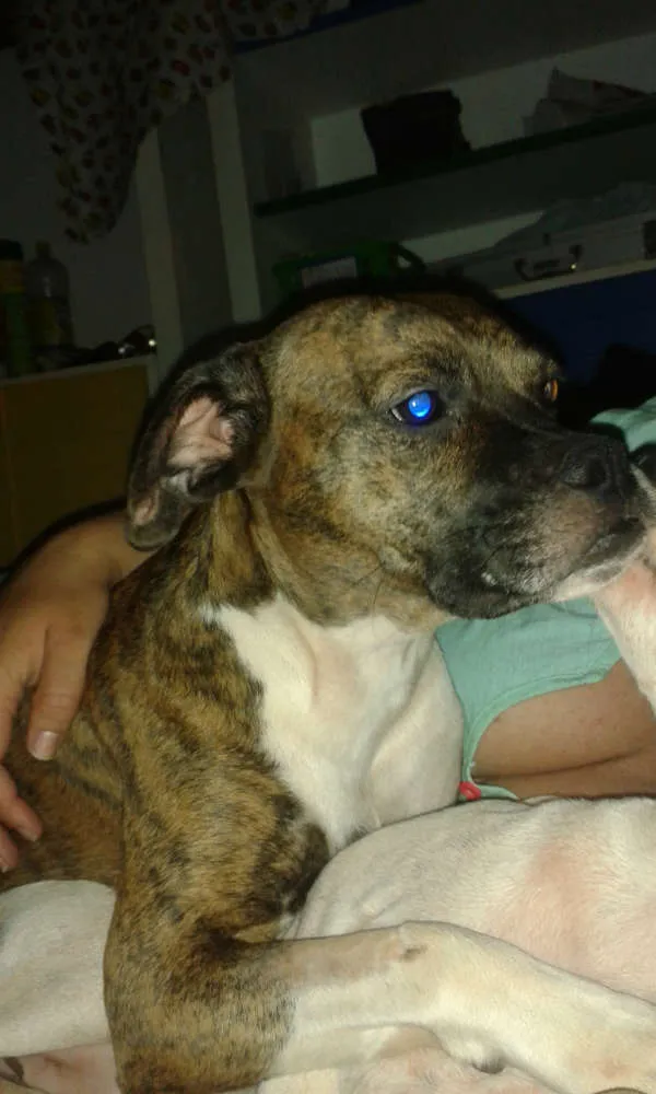 Cachorro ra a BOXER idade 2 anos nome LINDA