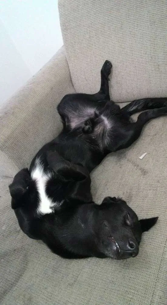 Cachorro ra a vira lata idade 7 a 11 meses nome Bart