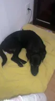 Bart