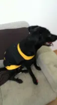 Bart