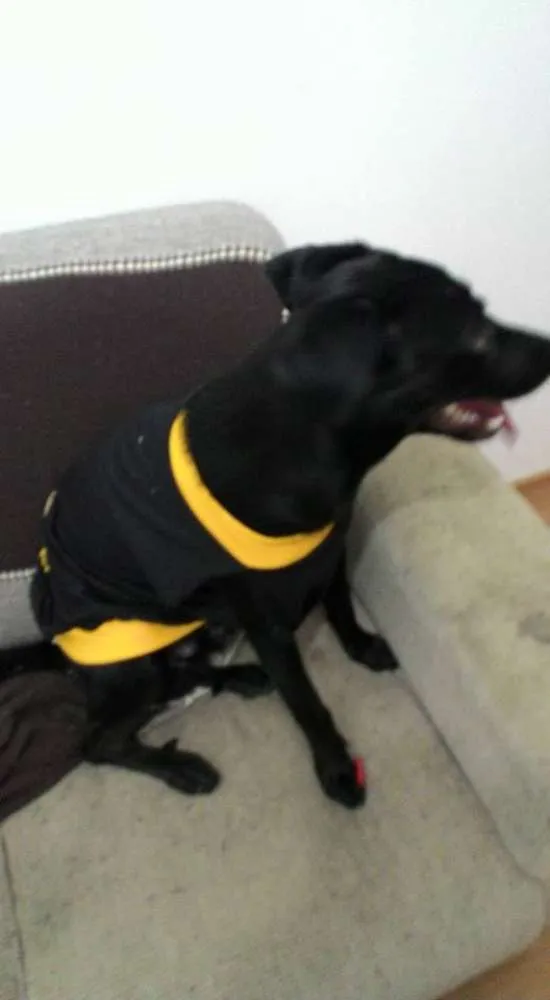 Cachorro ra a vira lata idade 7 a 11 meses nome Bart