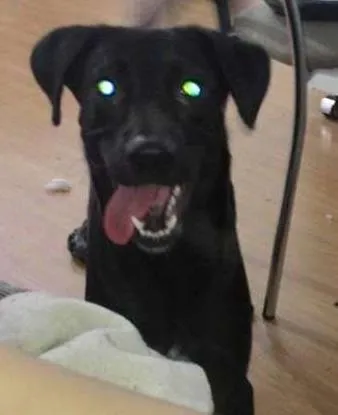 Cachorro ra a vira lata idade 7 a 11 meses nome Bart