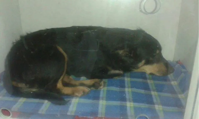 Cachorro ra a SRD idade 6 ou mais anos nome VEIA