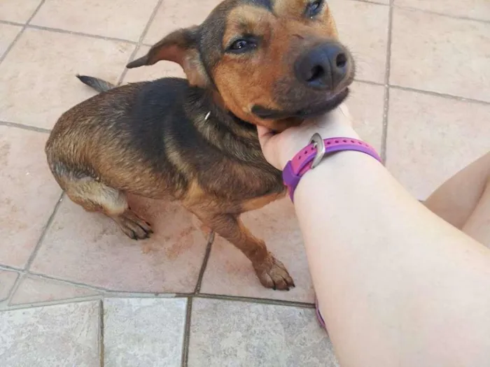 Cachorro ra a vira-lata idade 1 ano nome Sem nome