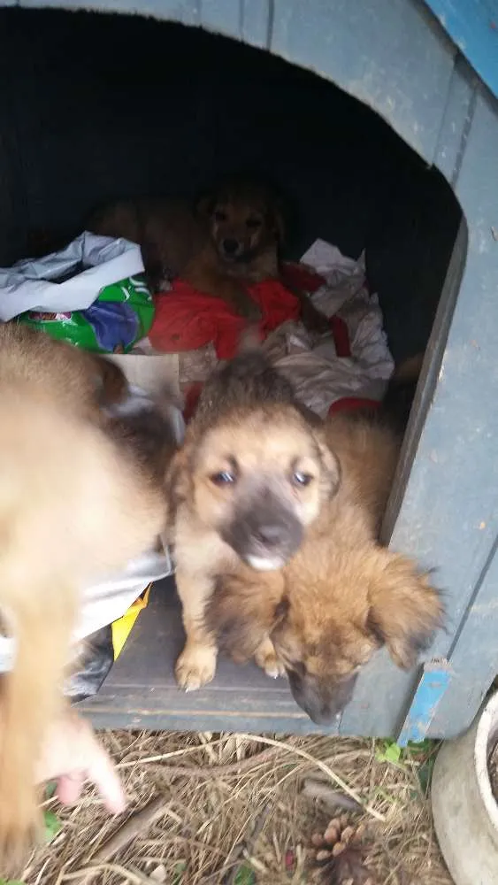 Cachorro ra a raça não definida idade 2 a 6 meses nome sem nome