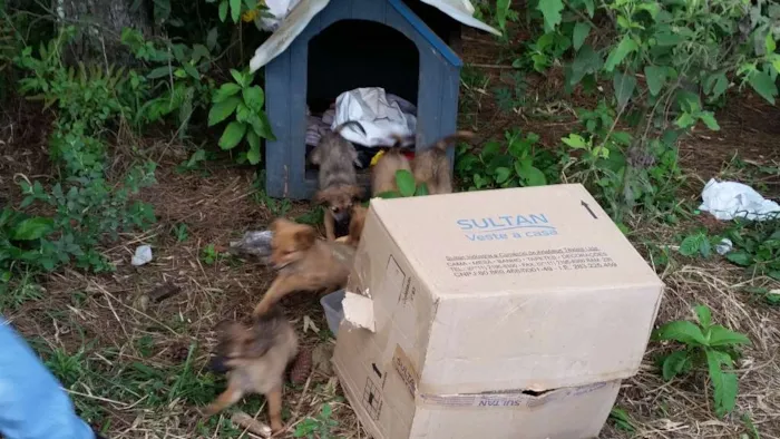 Cachorro ra a raça não definida idade 2 a 6 meses nome sem nome