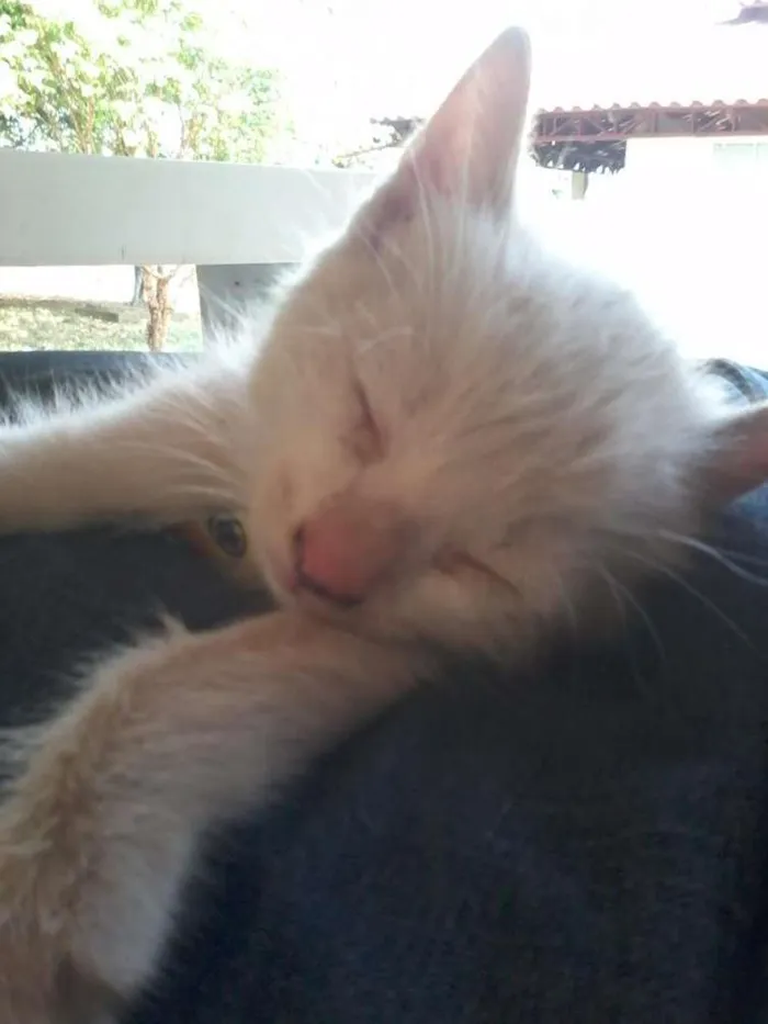 Gato ra a nao sei idade Abaixo de 2 meses nome branquinho