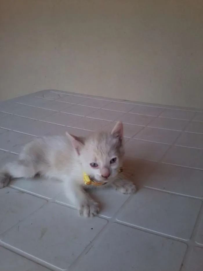 Gato ra a nao sei idade Abaixo de 2 meses nome branquinho