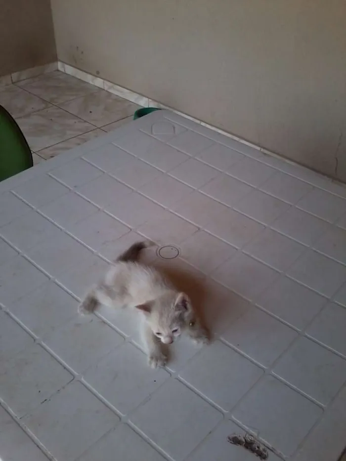 Gato ra a nao sei idade Abaixo de 2 meses nome branquinho