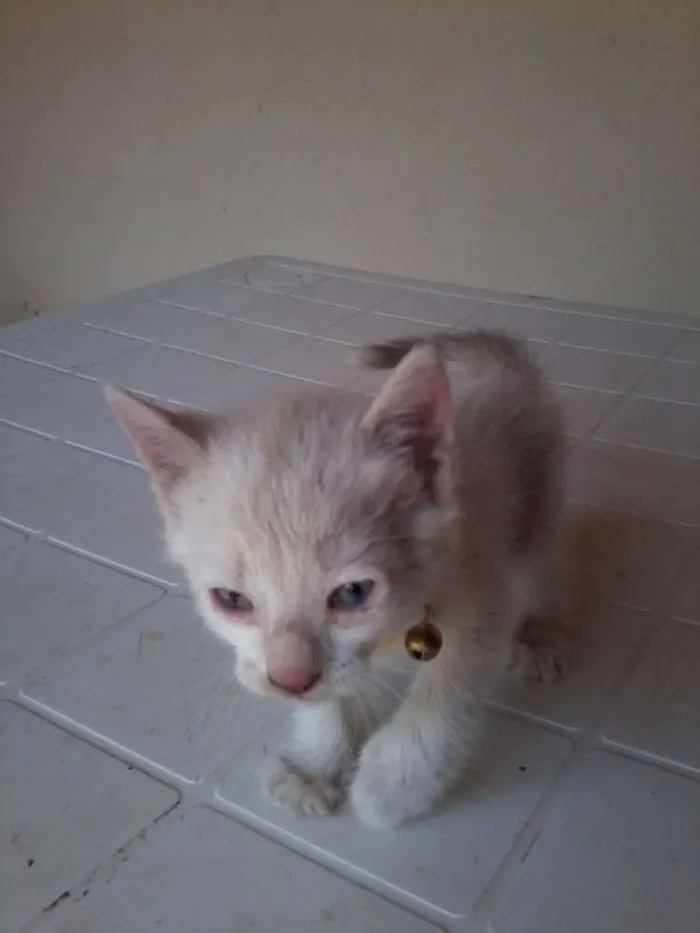 Gato ra a nao sei idade Abaixo de 2 meses nome branquinho