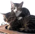 Guri /Piá