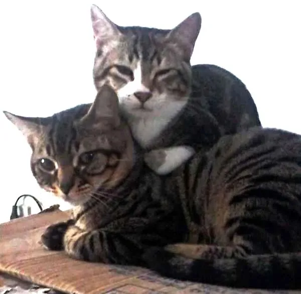 Gato ra a  idade 7 a 11 meses nome Guri /Piá