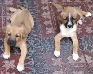 Cachorro raça Srd idade Abaixo de 2 meses nome Sem nome