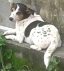 Cachorro ra a SRD idade 2 anos nome Magrela