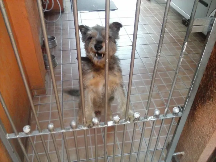 Cachorro ra a mistiço poodle idade 3 anos nome pinngo