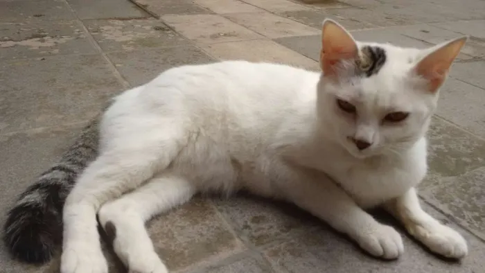 Gato ra a  idade 1 ano nome Marie