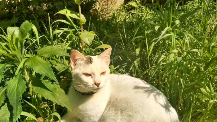 Gato ra a  idade 1 ano nome Marie
